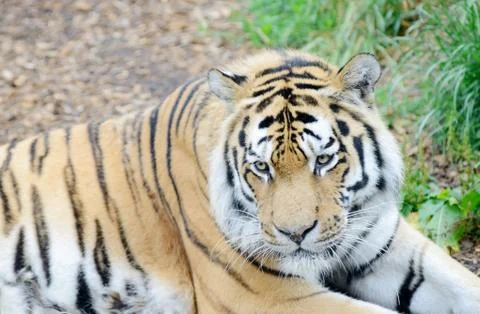 Tiger close-up Stock Photos