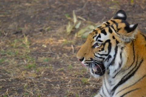 Tiger Close up Stock Photos