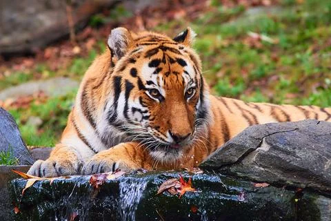 Tiger close up  Fotos Stock