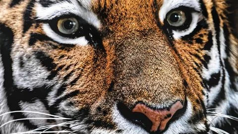 Tiger Close-Up Stock Photos