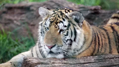 Tiger close relaxed Stock Footage 131780557