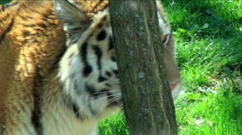 Tiger Close Up1 Stock Footage 741290