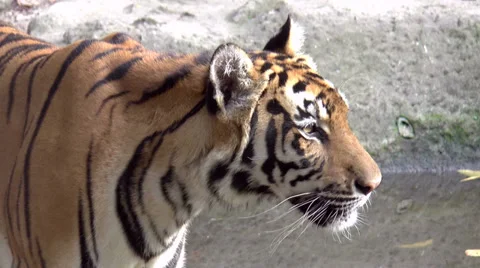 Tiger close up walking Stock Footage 34488438