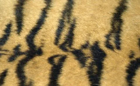Tiger Coat Stock Photos