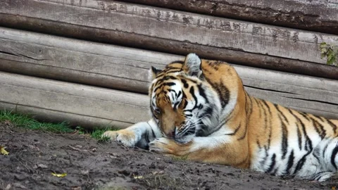 Tiger combing its fur. slow motion Stock Footage 239730114