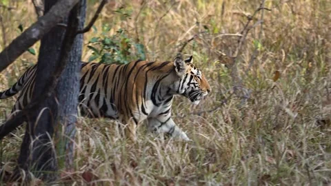 Tiger comes out from behind the foliage in Pench national park Stock Footage 304723924