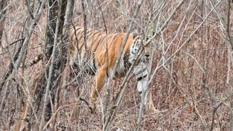 Tiger coming out from behind the dense branches in Panna national park Stock-Footage 311575198