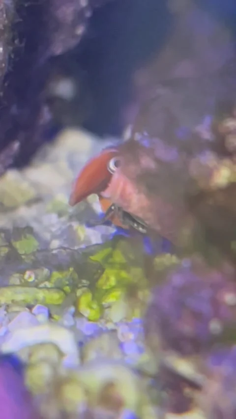 Tiger Conch Snail Peeks Out of Its Shell, Everett, Pennsylvania, USA - 29 Apr 20 Stock Footage 243770750
