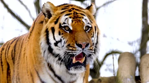 This tiger is confused Stock Footage 211883082