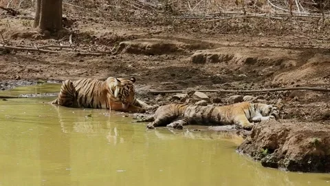 Tiger  cooling off Stock Footage 336904601