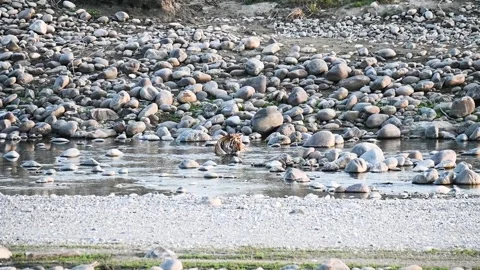 Tiger cooling itself among the smooth rocks of Tadoba natinal park Stockbeeldmateriaal 333676220