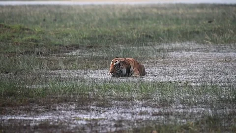 Tiger cooling itself off and drinking water in the marsh at Tadoba national park Stock Footage 274208048