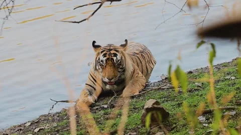 Tiger cooling itself on a hot summer day in Ranthambore national park Video stock 334553831