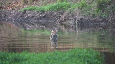 Tiger cooling itself in the midst of the dense jungle of Kanha Stock Footage 337239419