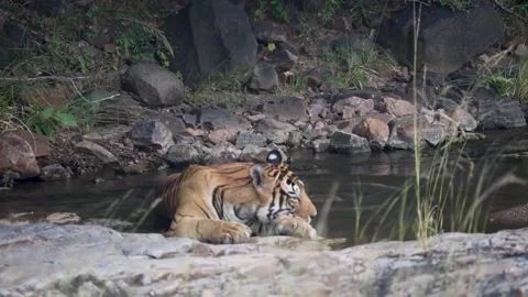 Tiger cooling itself in Ranthambore national park Stock Footage 321132007
