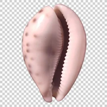 Tiger cowrie shell aperture side up isolated on transparent background. Stock Photos
