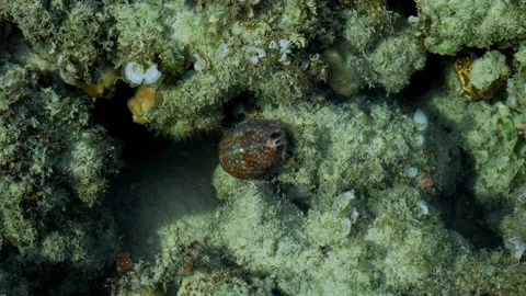 Tiger Cowrie Shell Crawling Across Coral Reef Stock Footage 340005473