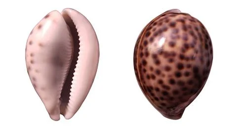 Tiger Cowrie Shell Double Stock Photos