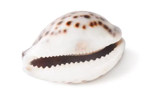 Tiger cowrie shell Stock-Fotos