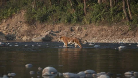Tiger crossing river. Stock Footage 207086535