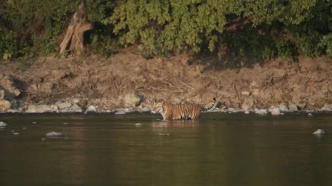 Tiger crossing river. Stock Footage 207088512