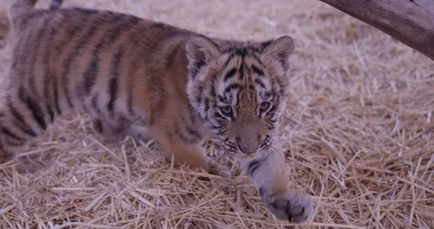 Tiger cub blinks eyes close up Stock Footage 85608260
