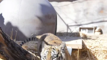 Tiger cub chases after camera getting super close and cute Stock Footage 85991372