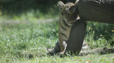 Tiger cub chewing and playing 库存影片 12052711