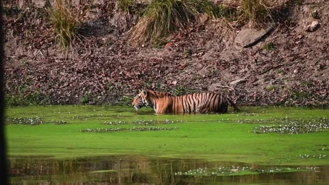 Tiger cub gracefully gets up and walks in the pond at Kanha national park 스톡 동영상 275166506