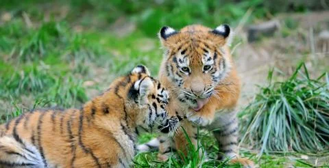 Tiger cub in grass 스톡 사진