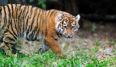 Tiger cub in grass Foto stock