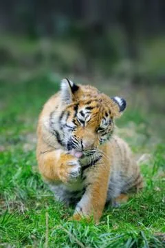 Tiger cub in grass Stock Photos