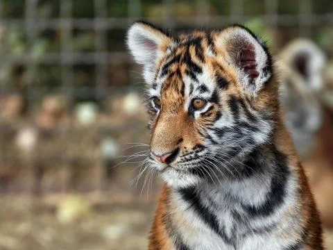 Tiger cub in the grass Stock Photos