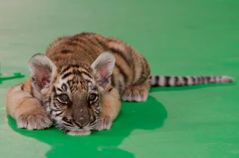  Tiger Cub on Green Screen Stock Photos