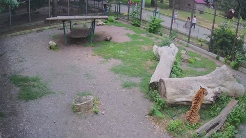 Tiger cub hid behind a log and is watching people Stock Footage 156893174