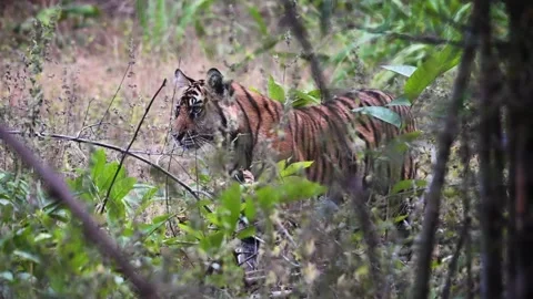 Tiger cub inching back away in Bandhavgarh national park Stock Footage 322012324