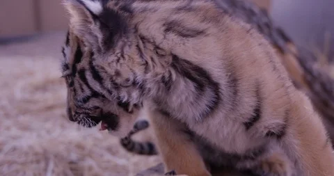 Tiger cub jumps off tree to play - rack focus Stock Footage 85608185