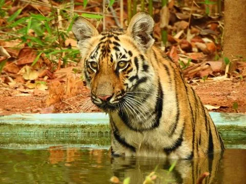 Tiger cub, Stock Photos