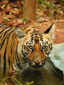 Tiger cub, Stock Photos
