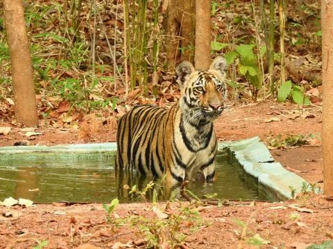 Tiger cub, Stock Photos