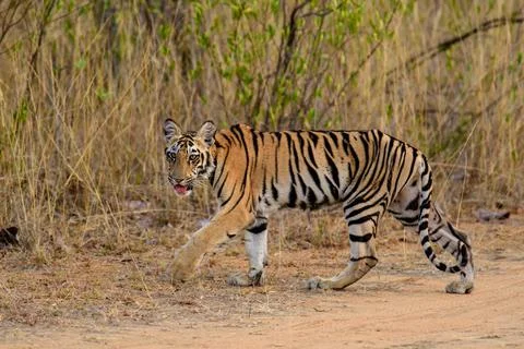 Tiger Cub Stock Photos