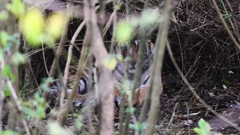 Tiger cub placidly looking into the camera in Corbett national park Stock Footage 270156310