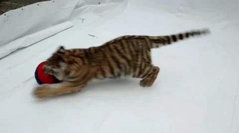 The tiger cub playing with ball on a white background Stock-Footage 61272654