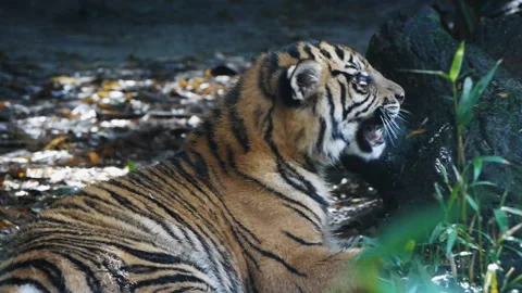 Tiger cub playing Stock Footage 132472375