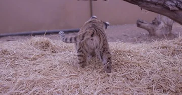 Tiger cub playing in pen from behind Stock Footage 85608191