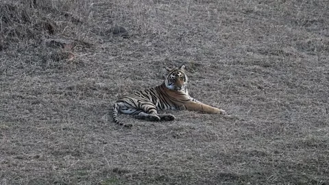 Tiger cub resting in the jungle of Ranthambore national park Vídeo Stock 334555741