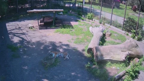 Tiger cub resting in the shade Stock Footage 155622326