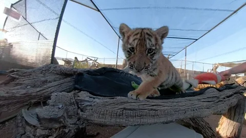 Tiger cub running in pen 1 Stock Footage 87055320