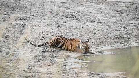 Tiger cub settles down on the bank to have water in Bandhavgarh national park Stock Footage 277576722