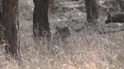 Tiger cub sitting on the dry grass of Ranthambore national park Video stock 334555663